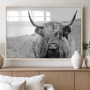 Newfoundland Cow Art Wall Art, Black White Cow Art Wall Art