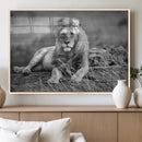 King Forest Lion Wall Art Canvas Print – Framed Majestic by MyGreatCanvas | Canvas Wall Art Prints | Photo Prints & Wall Decor