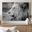 Lion Wall Art Canvas Print – Framed Majestic Wildlife by MyGreatCanvas | Canvas Wall Art Prints | Photo Prints & Wall Decor