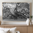 Black White Angel Oak Tree Wall Art - Timeless