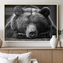 Resting Grizzly 399 Bear Canvas Print | Ready to Hang Wall