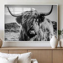 Black and White Scottish Cow Canvas Wall Art Highland Cattle