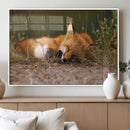 Sleeping Fox Wall Art Canvas Print, Farmhouse Wall Decor and