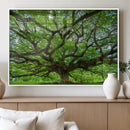 Angel Oak Tree Wall Art Canvas Print – Framed Majestic