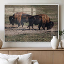 Bison Wall Art Canvas Print – Framed Western Wildlife Art by MyGreatCanvas | Canvas Wall Art Prints | Photo Prints & Wall Decor