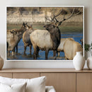 Wild Elk Wall Art Canvas Print – Framed Neutral Wildlife by MyGreatCanvas | Canvas Wall Art Prints | Photo Prints & Wall Decor