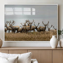Elk Herd Wall Art Canvas Print – Framed Wildlife Photography
