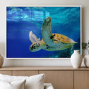 Sea Turtle Wall Art Canvas Print, Sea life in the Ocean Wall