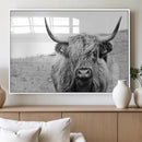 Newfoundland Cow Art Wall Art, Black White Cow Art Wall Art
