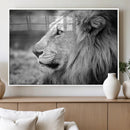 African Lion Wall Art Canvas Print – Majestic Wildlife