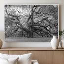 Black White Angel Oak Tree Wall Art - Timeless