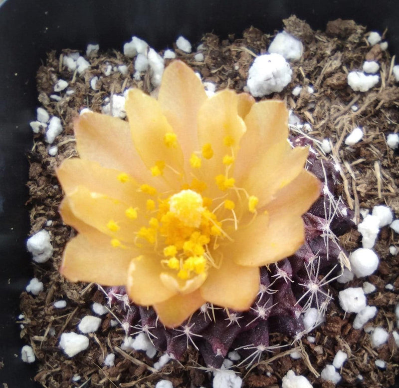 #34c Copiapoa Tenuissima