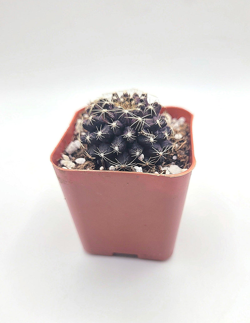 #34c Copiapoa Tenuissima