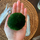 Large Algae Moss Balls Huge About 2.5-3 Inches