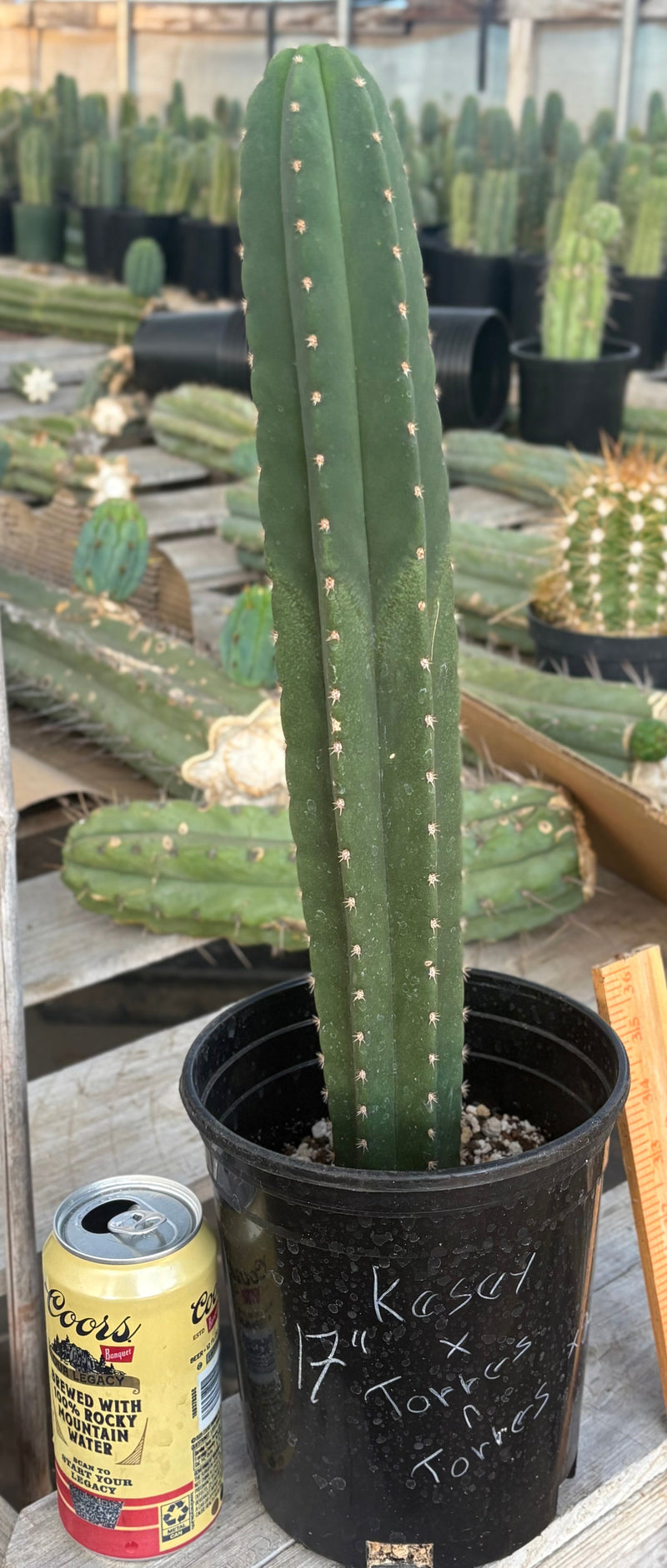 #EC199 EXACT Trichocereus Scopulicola Kesey X Pachanoi Torres n Torres Cactus 17”