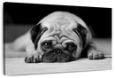 Sad Pug Wall Art