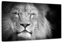 Lion Portrait Wall Art