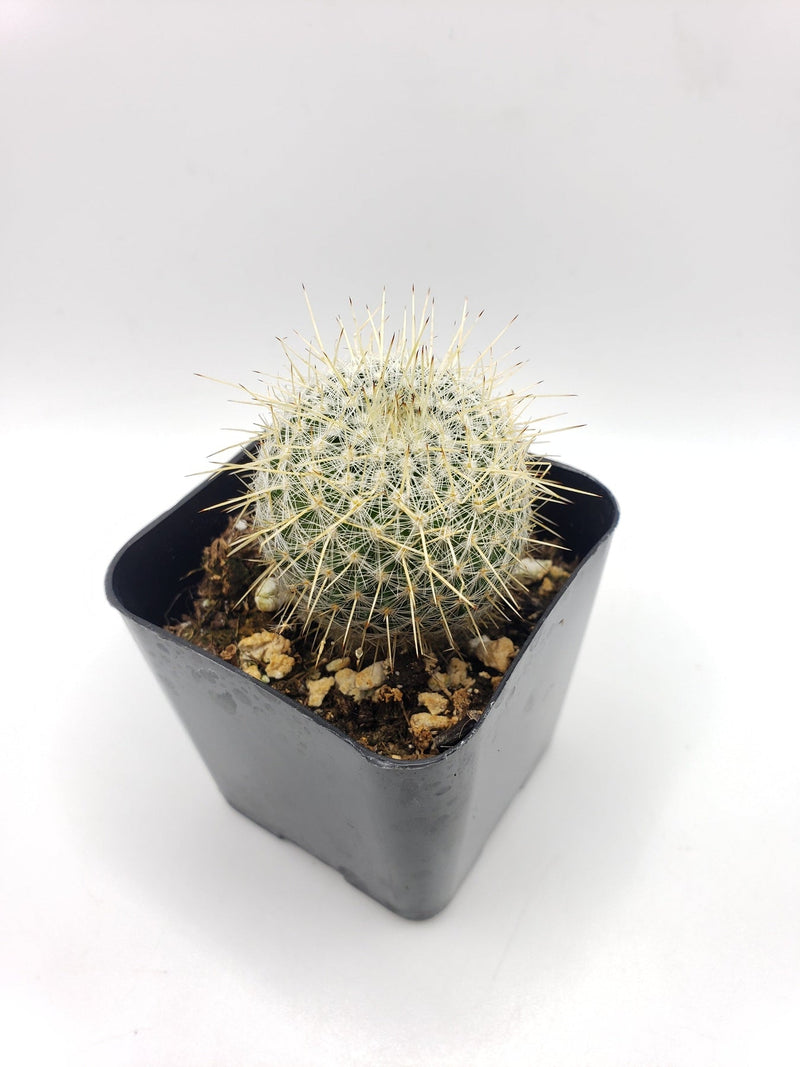 #37c 2" mammillaria celsiana