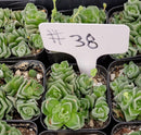 #38 Crassula Dorothy