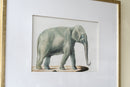 23.6x31.5" Fake Elephant Pencil Drawings, Set of 2