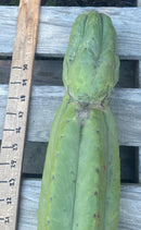 #EC106 EXACT Trichocereus Pachanoi Skip/CG Campground Cactus Cutting