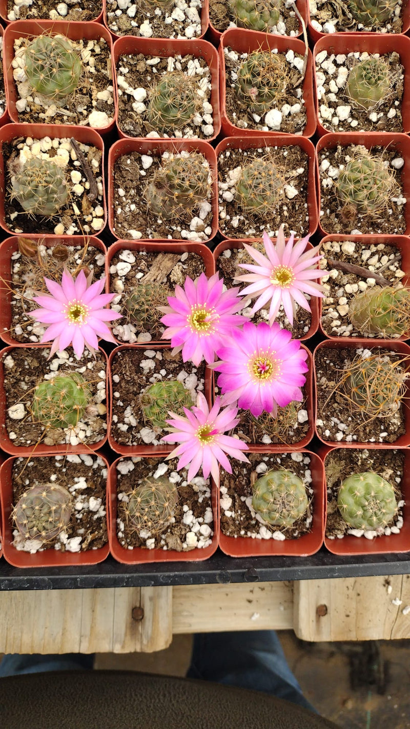 #38c  2" Gymnocalycium Baldianum