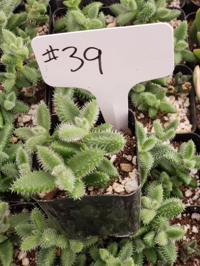 #39  Delosperma echinatum