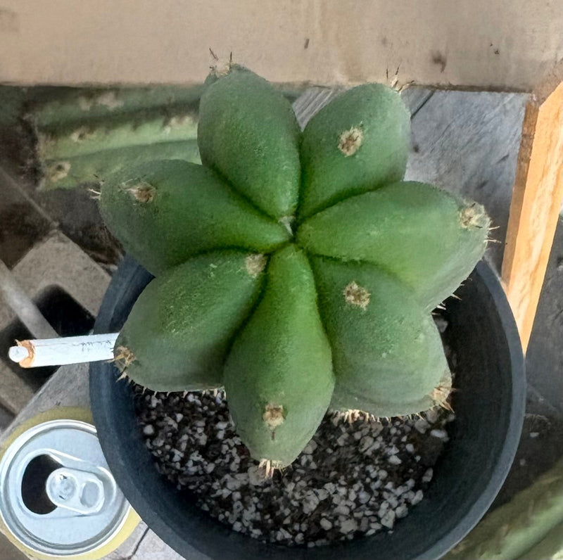 #EC255 EXACT Trichocereus Hybrid Scop Ripple X Bridgesii Lee Cactus 16.5”