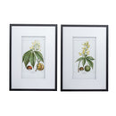 19.7x27.6 Botanical Wall Arts, Set of 2 by HouseOfZazla