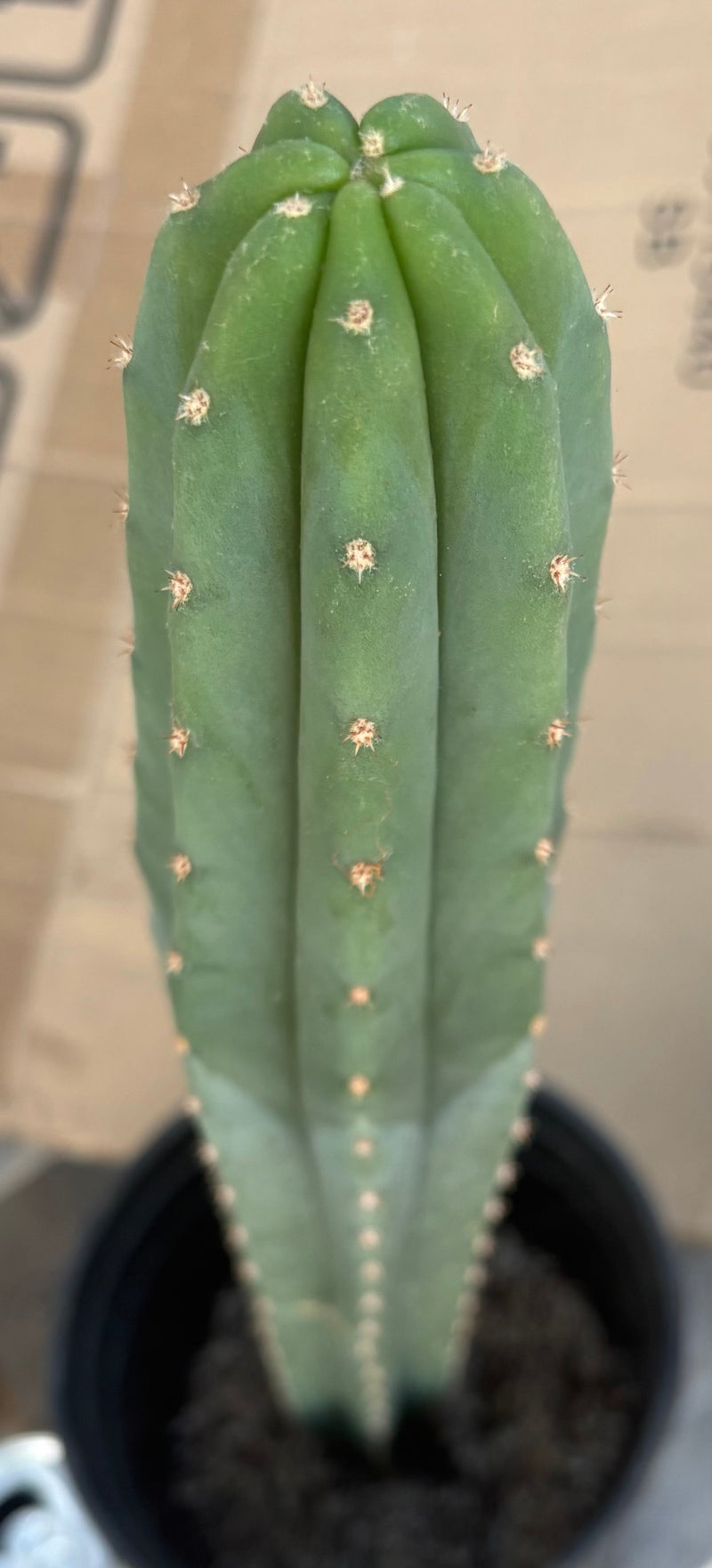 #EC245 EXACT Trichocereus Hybrid Scopulicola Helon X KT Ogun Cactus 18"