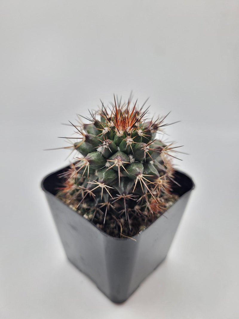 #39c 2" Mammillaria Tesopacensis