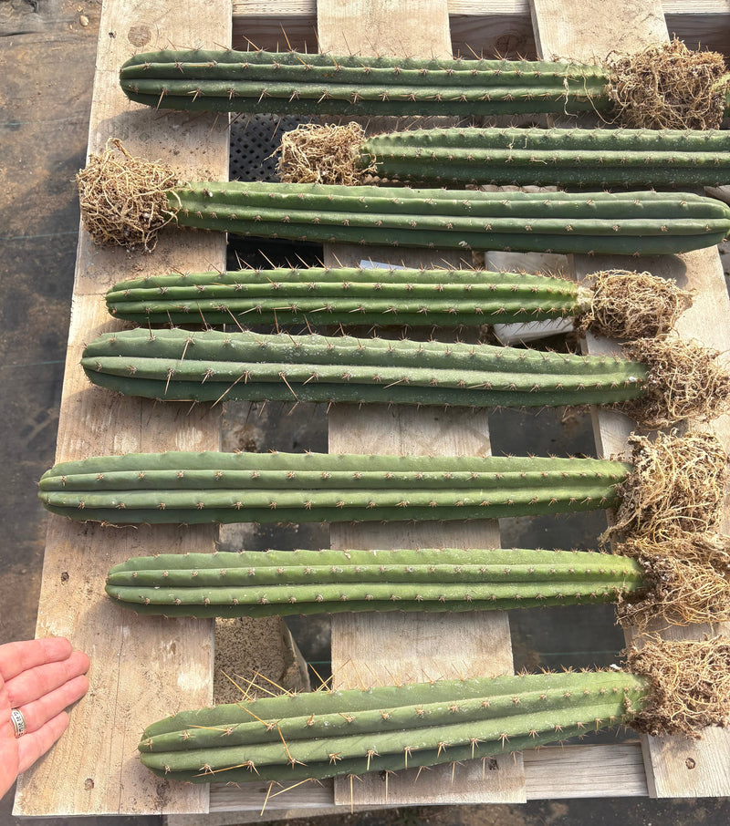 #EC185 EXACT Trichocereus Hybrid BARGAIN SPECIAL Cactus Bare Root & potted Specimens