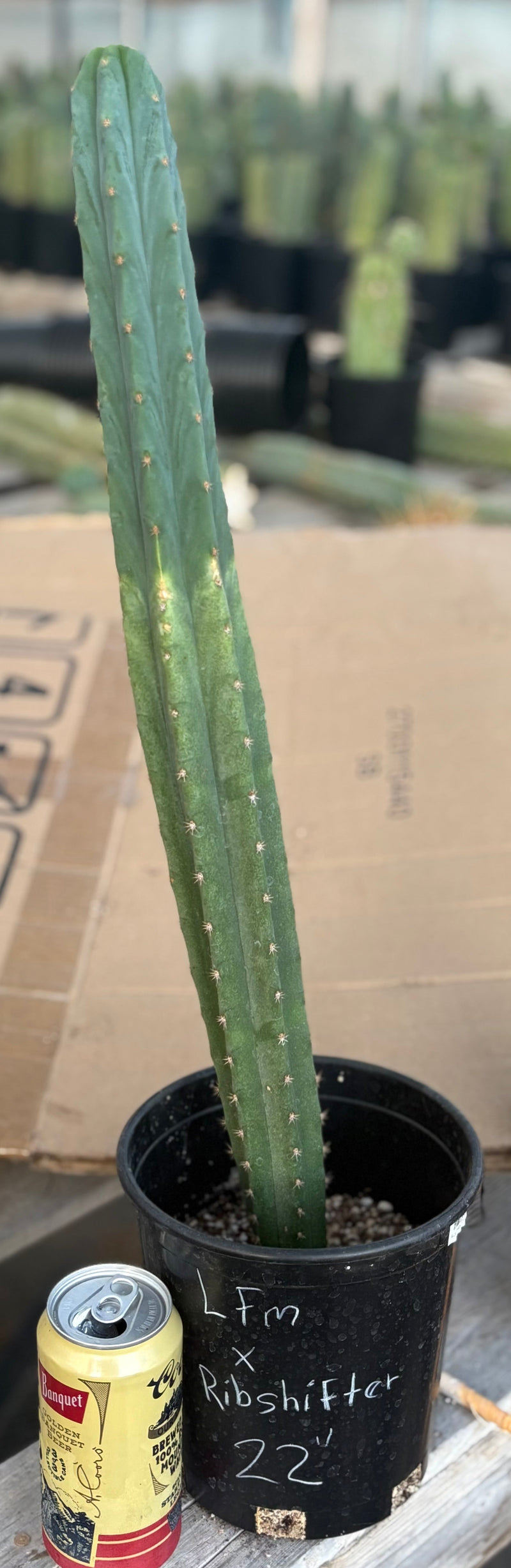 #EC213 EXACT Trichocereus Pachanoi Lima Flower Market X Ribshifter Cactus 23”