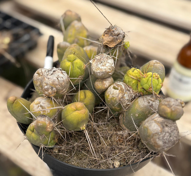 #EC39 EXACT Trichocereus Bridgesii Monstrose TBM Cactus 30+ segments