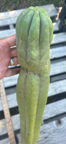 #EC106 EXACT Trichocereus Pachanoi Skip/CG Campground Cactus Cutting