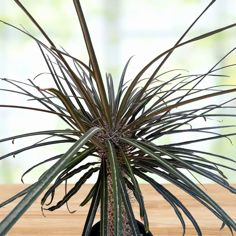 Silver Madagascar Palm, photo 7 of 8