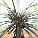 Silver Madagascar Palm by The Cactus Outlet
