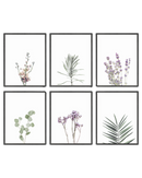 Green lavender plant