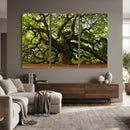 Angel Oak Tree Wall Art Canvas Print | Forest Tree Nature