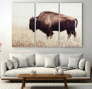Bison in Field Wall Art Canvas Print For Farmhouse Barn