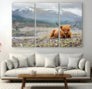 Highland Cow Horn Farm Wall Art Canvas Print