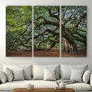Historic Tree Wall Art – Framed Mossy Branch Canvas Artwork, by MyGreatCanvas | Canvas Wall Art Prints | Photo Prints & Wall Decor