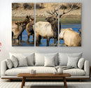 Wild Elk Wall Art Canvas Print – Framed Neutral Wildlife
