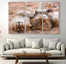 Lion Pair Wall Art Canvas Print – Framed Wildlife Scene with