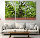 Framed Angel Oak Tree Wall Art - 3-Panel Canvas Prints,
