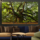 Angel Oak Tree Wall Art Canvas Print | Forest Tree Nature