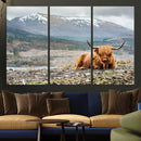 Highland Cow Horn Farm Wall Art Canvas Print