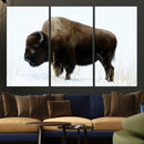 Bison Wall Art Canvas Print – Framed Western Wildlife