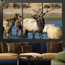 Wild Elk Wall Art Canvas Print – Framed Neutral Wildlife