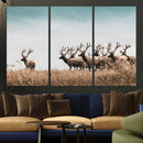 Elk Herd Wall Art Canvas Print – Framed Wildlife Photography